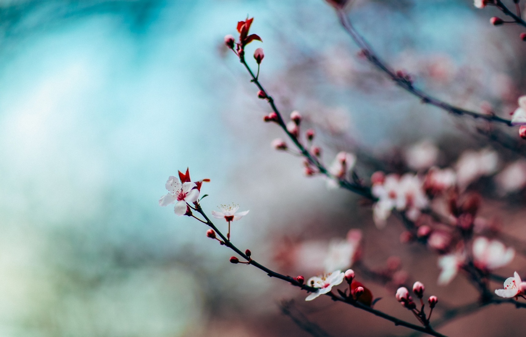 Cherish the Cherry Blossoms With This Playlist