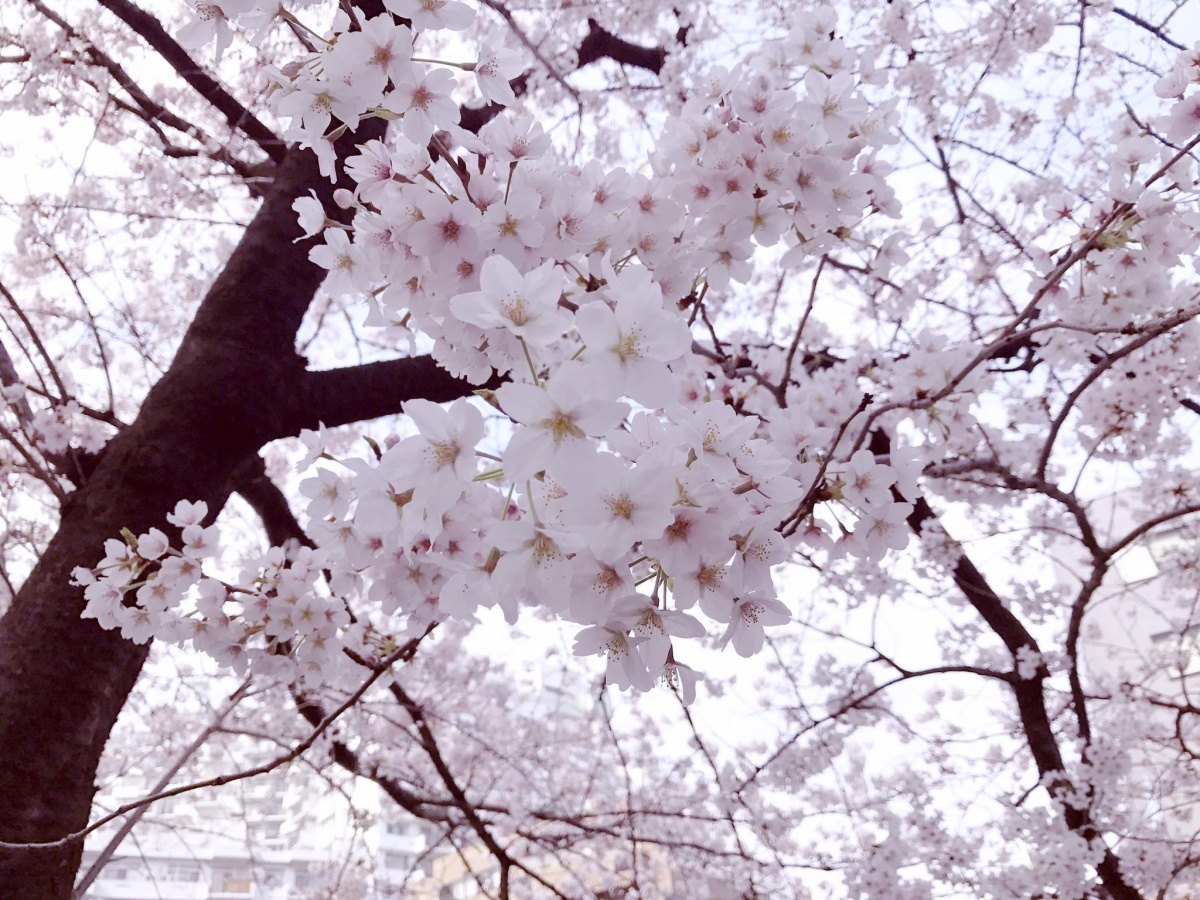 'ซากุระ' ดอกไม้ที่สวยที่สุดในโลก