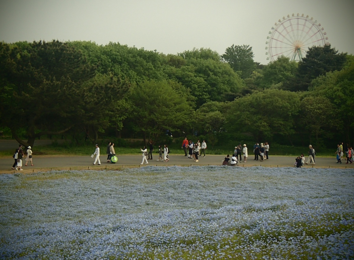 3. Respect for the Aged Day: Make a Day Trip to Hitachi Seaside Park