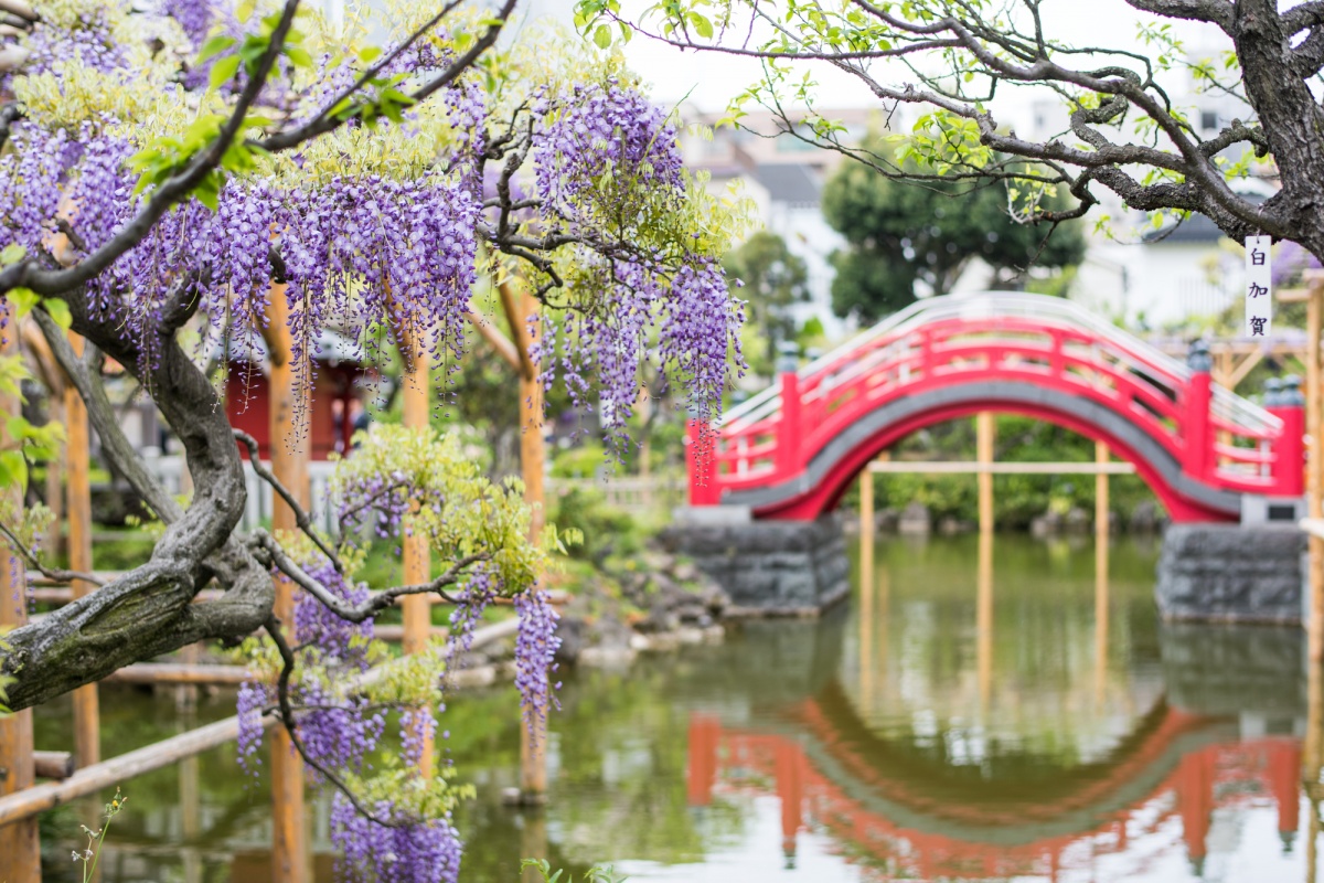 9. Kameido Tenjin Shrine Wisteria Festival (Tokyo)