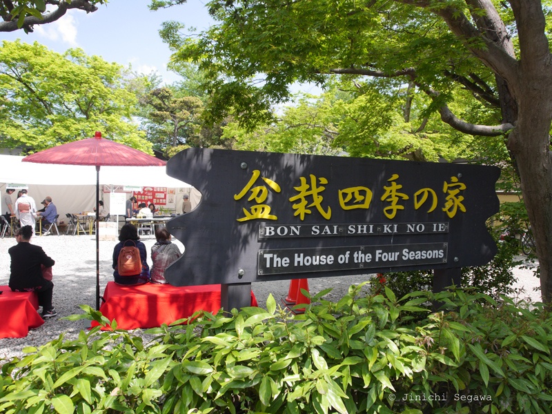 Saitama City Celebrates Bonsai