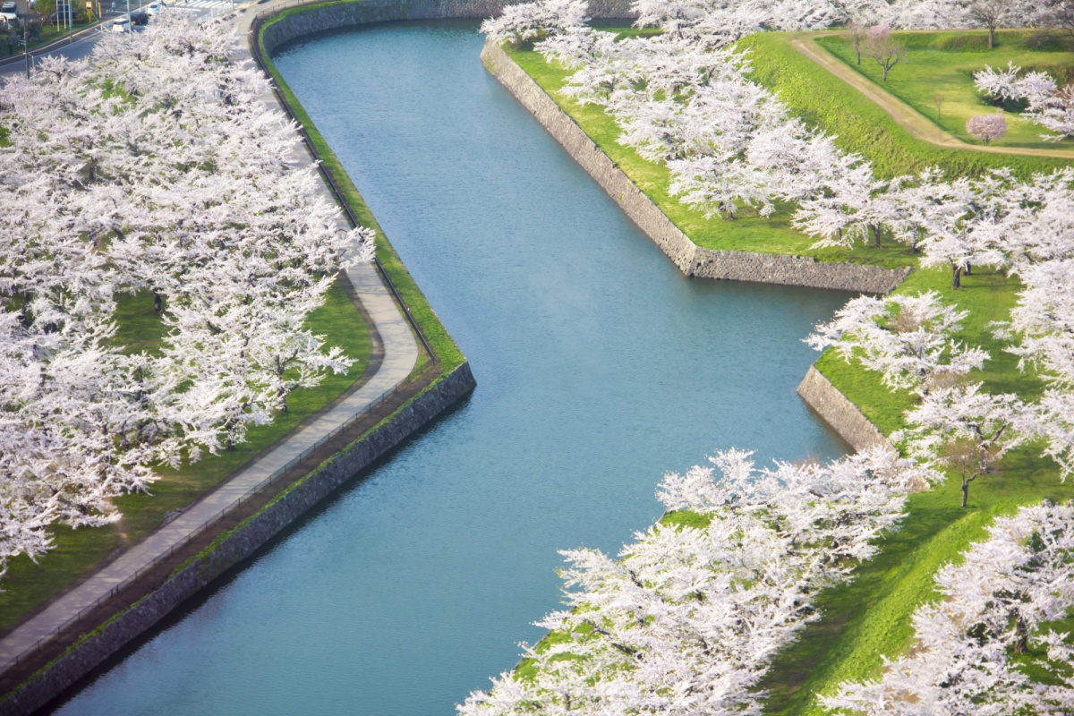 May — Cherry Blossoms at Goryokaku Fort