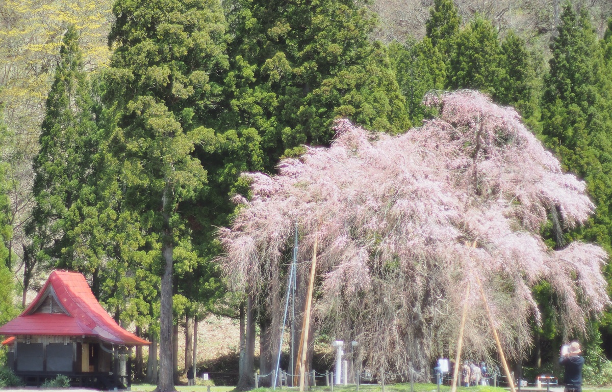 아키타- 오시라 사마의 수양 벚꽃 나무
