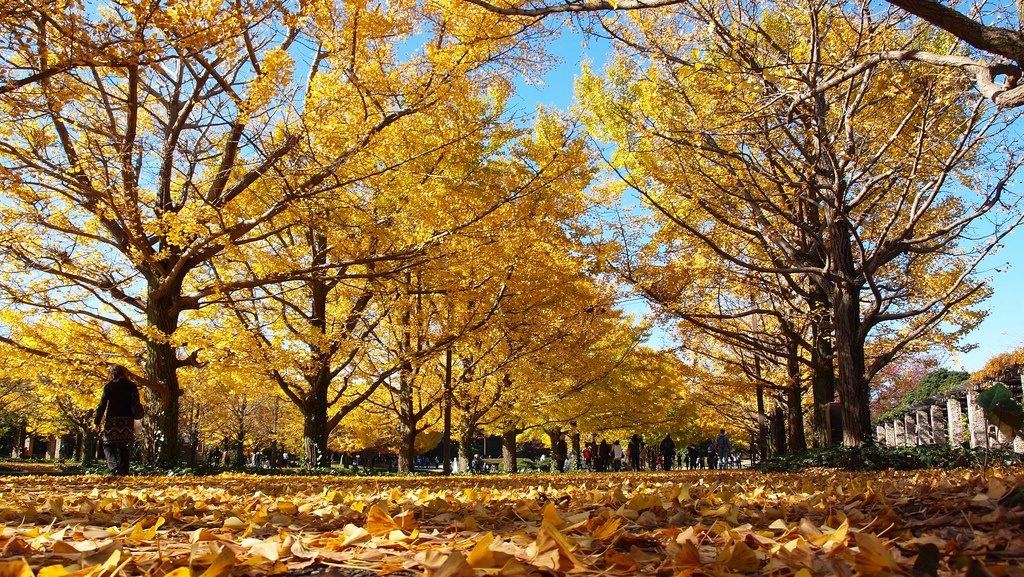 1. สวน Showa Memorial Park