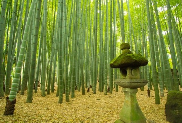 5. Hokokuji Temple : วัดเก่าแก่และสวนไผ่แห่งคามาคุระ