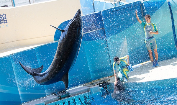 9. Enoshima Aquarium : ความสวยงามแห่งโลกท้องทะเล