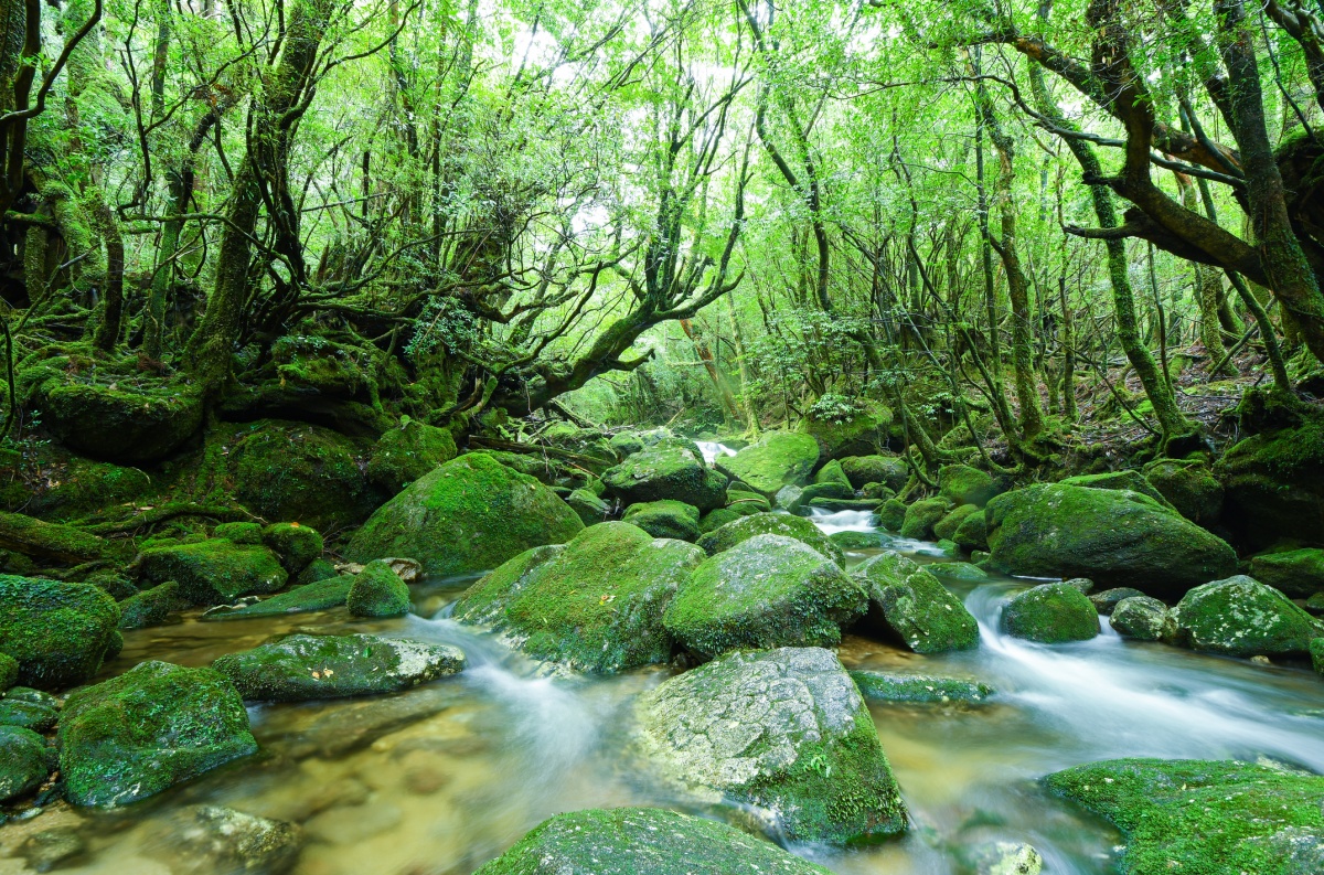 Embrace the Emerald Forest Like 'Princess Mononoke' at Yakushima
