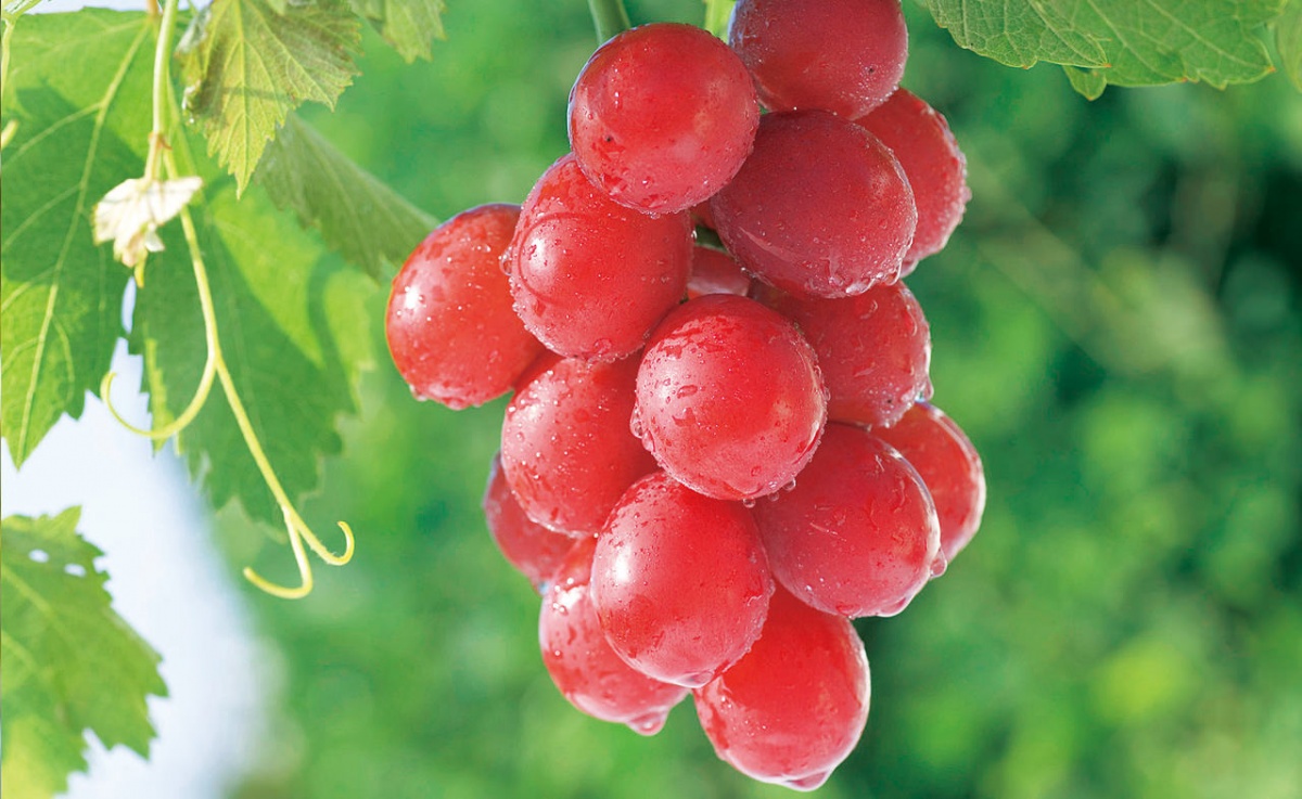 2. Ruby Roman Grapes
