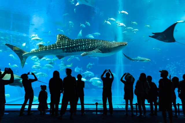 2017年入榜景點｜沖繩・沖繩美麗海水族館