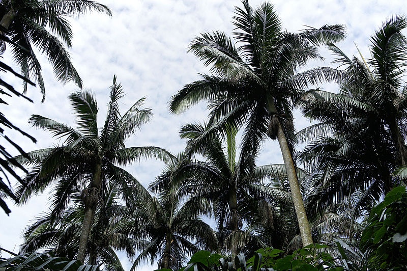 5. Yaeyama Palm Grove