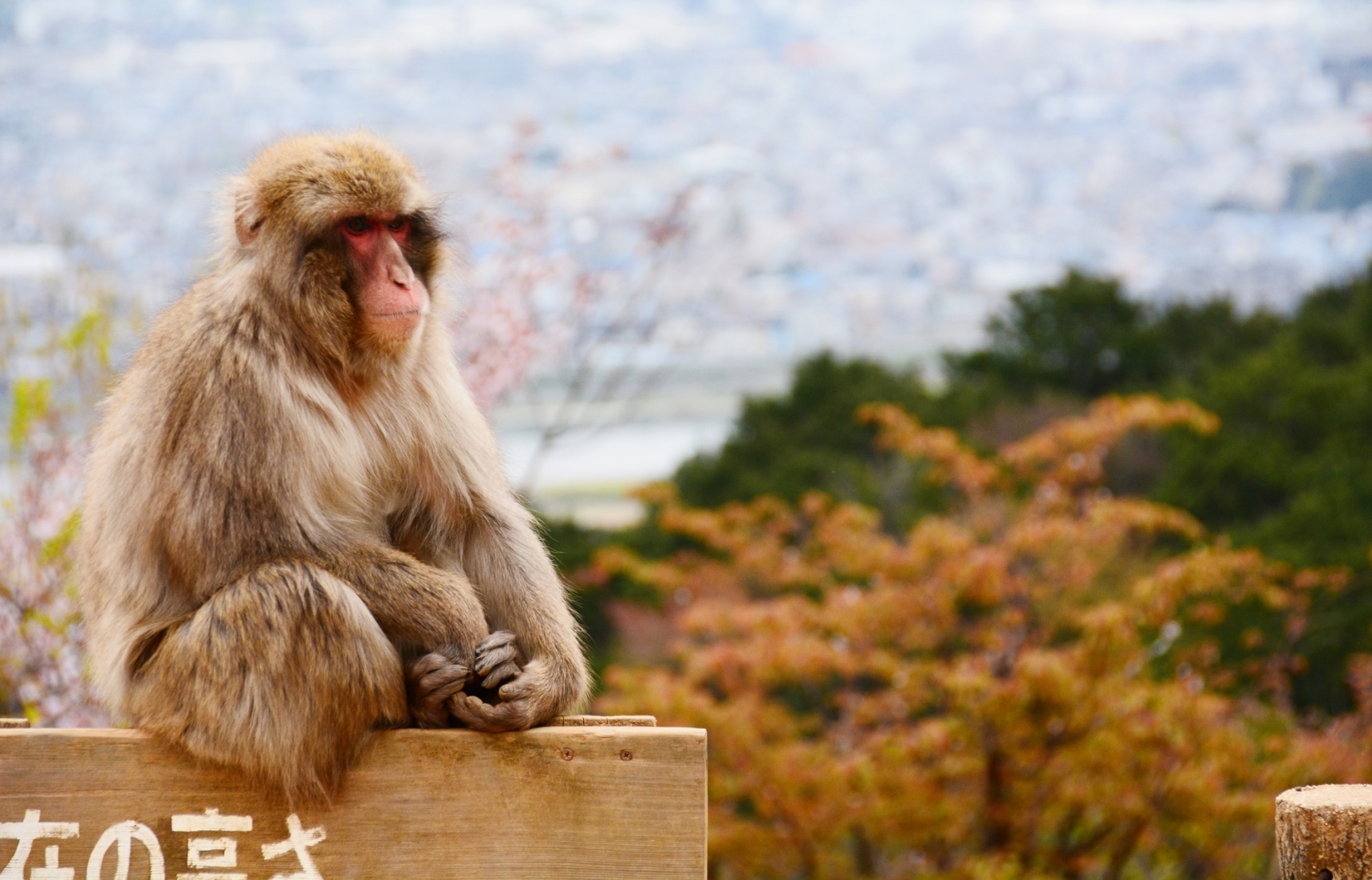 【京都自由行】除了清水寺還能去哪？京都私房景點大公開！