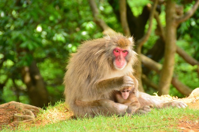第一次親密接觸｜嵐山岩田山猴子公園