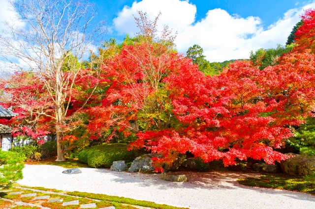 枫红衬托的日式庭院 — 南禅寺