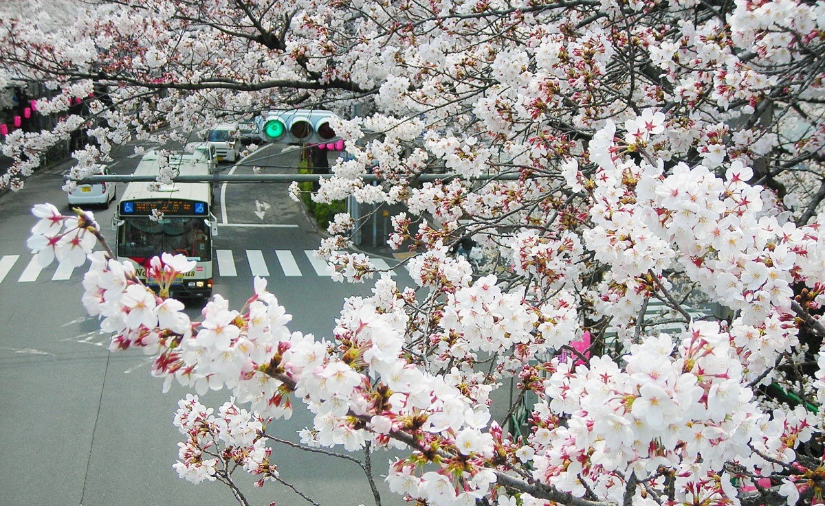 ■ 看不见尽头的樱花隧道 — 东京中野通