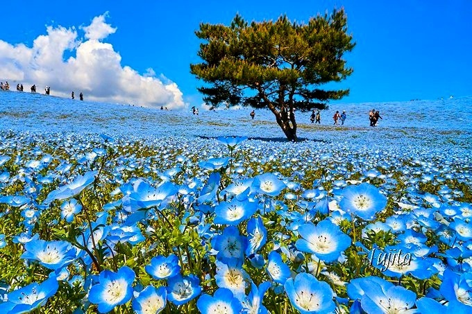 A Sea of Nemophila Flowers at Hitachi Seaside Park