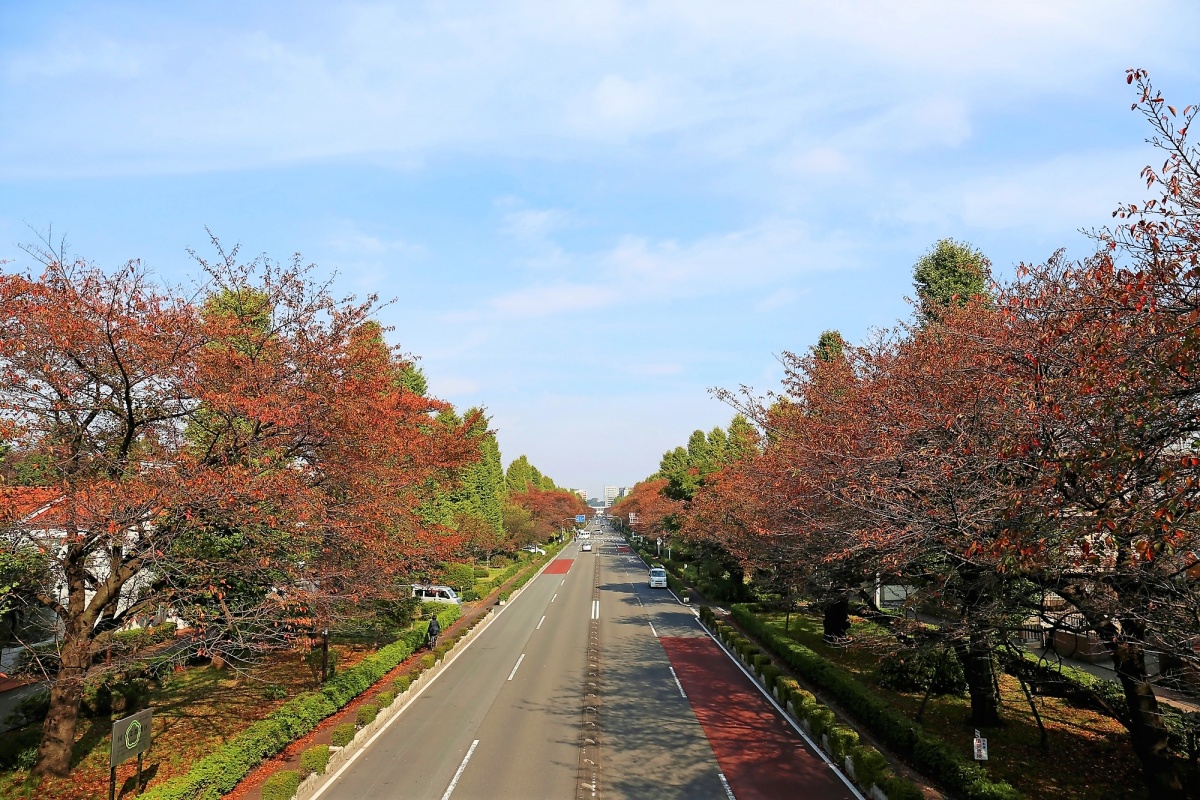 4. ถนน Daigaku-dori (Kunitachi)