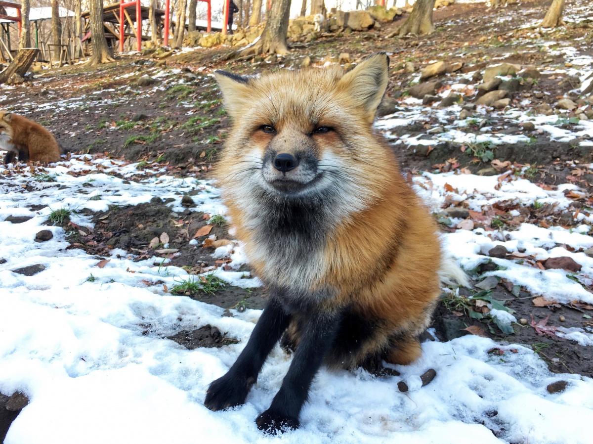The cutest place on earth: Zao Fox Village