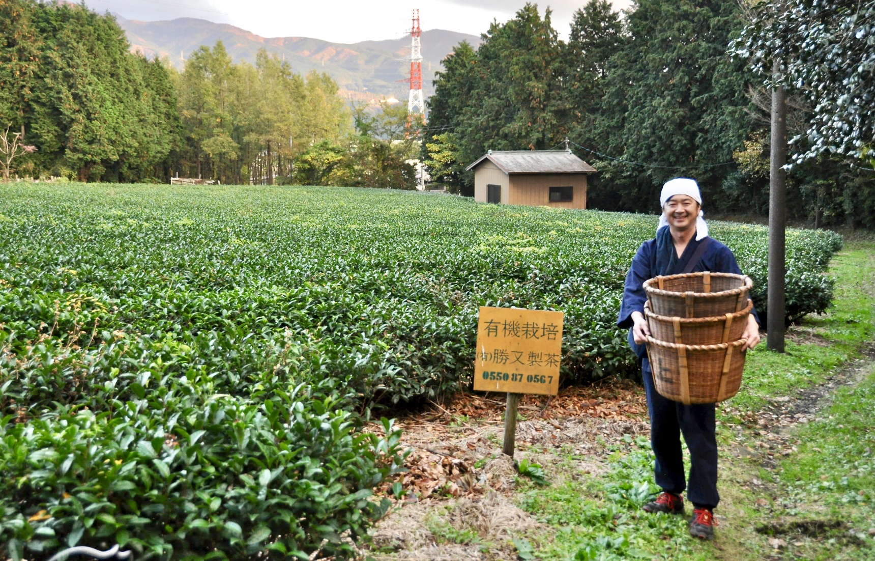 Katsumata Seicha: Organic Tea on Fuji's Edge