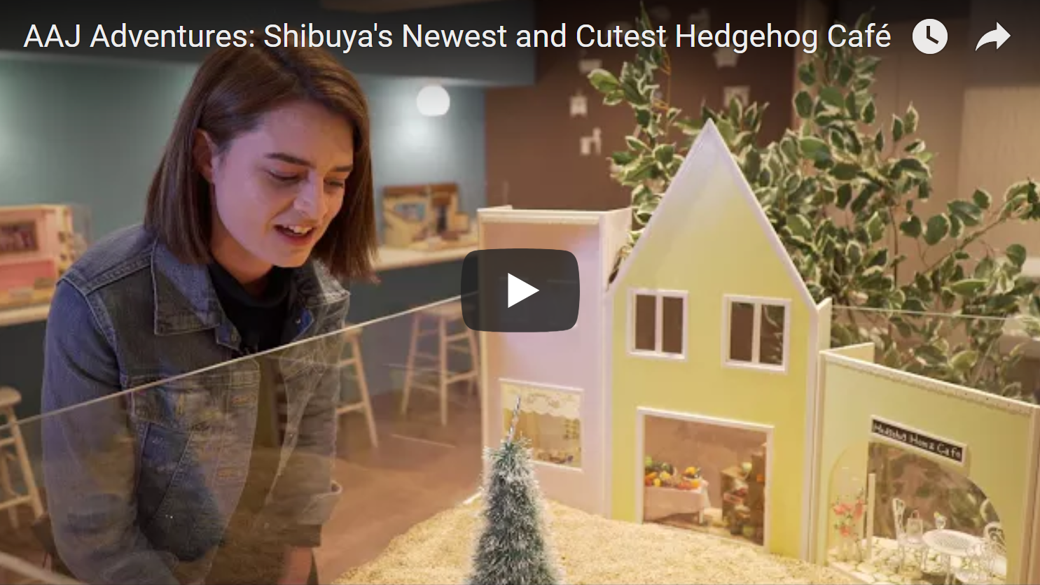 AAJ Adventures: Shibuya's Cutest Hedgehog Café