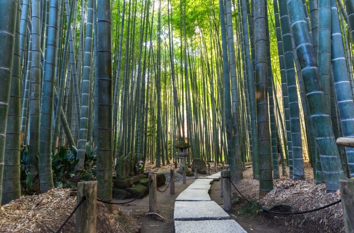 Hokokuji Temple