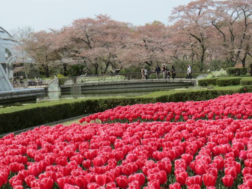 14. Appreciate the beauty of nature at Kyoto Botanical Garden