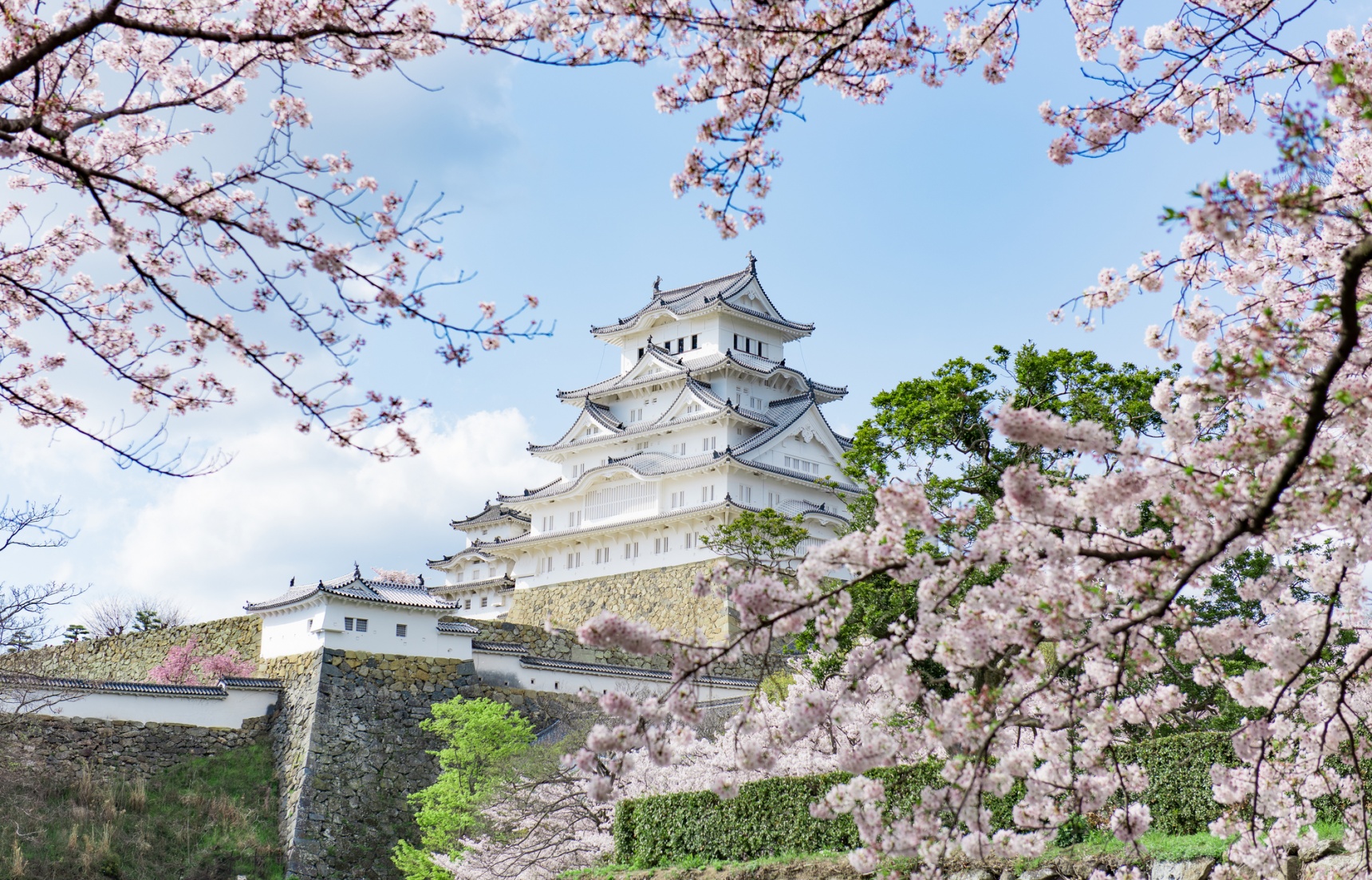 只有「花见」是最重要的事 — 东京、镰仓、京都、奈良的赏樱名地