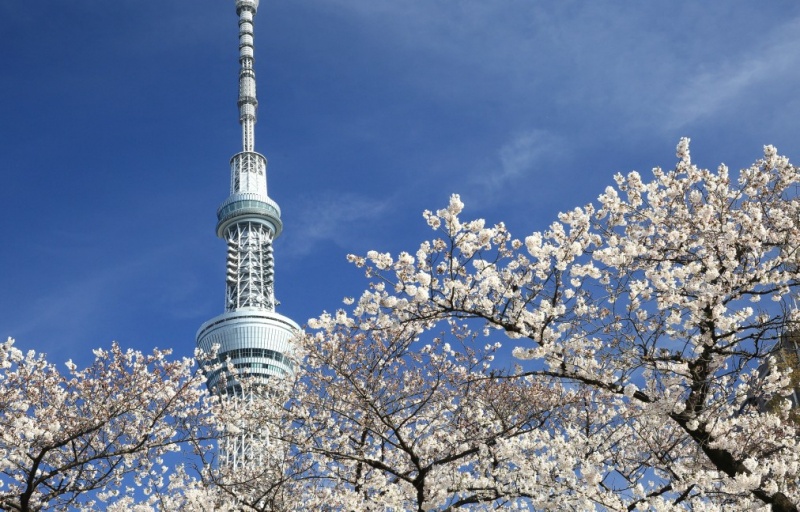 9 Fun Tokyo 'Hanami' Spots