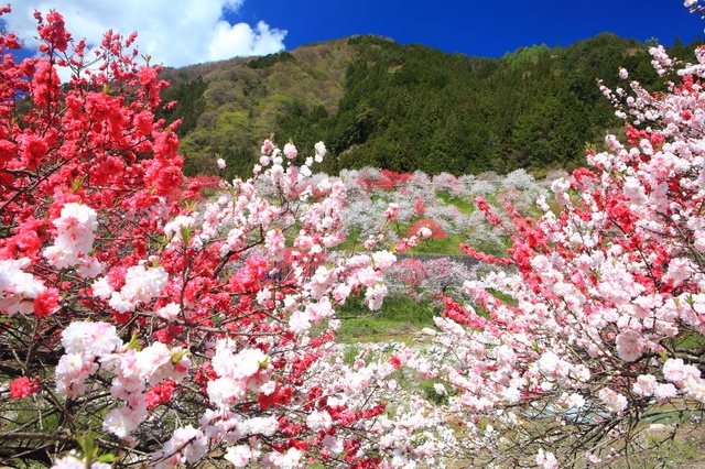 【長野】月川溫泉・晝神溫泉 花桃街道 (花桃祭典)