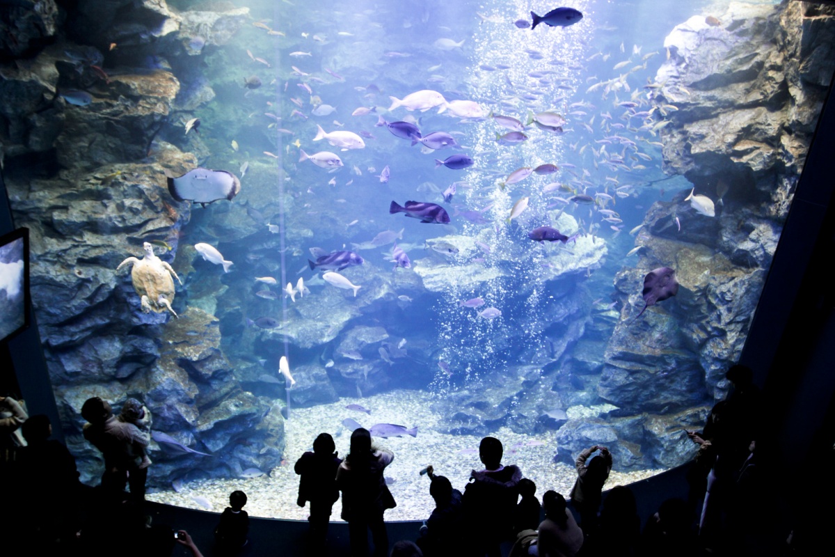 ▍京都親子景點１：日本最大的內陸型水族館・京都水族館