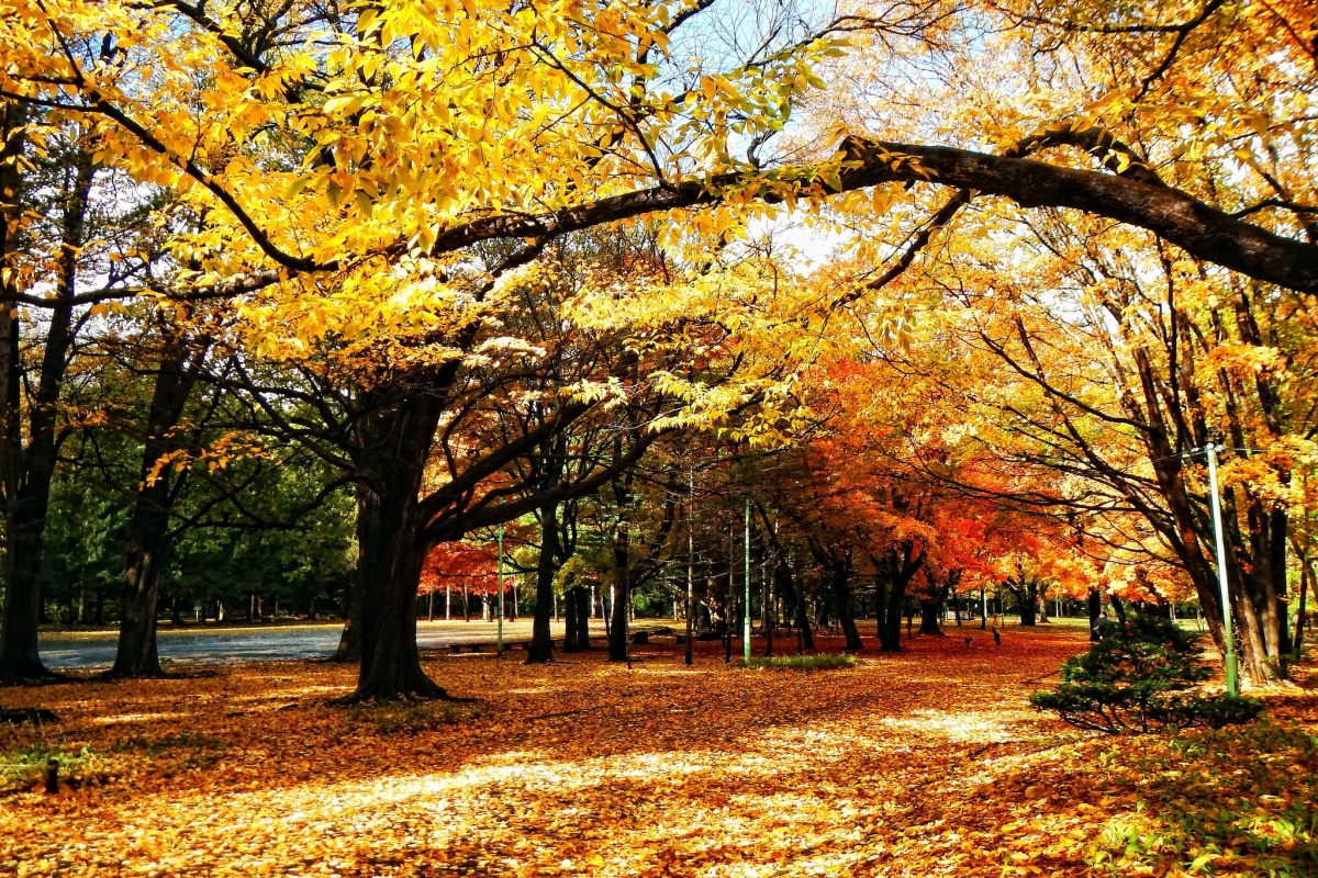 7. สวนสาธารณะมารุยามะ (Maruyama Park)