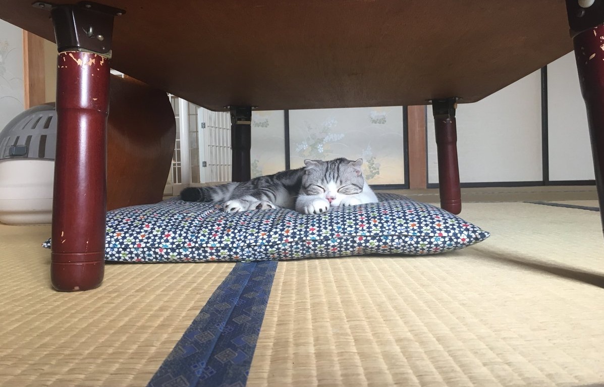 Rent-a-Cat Rooms at This Ryokan are Purrfect!