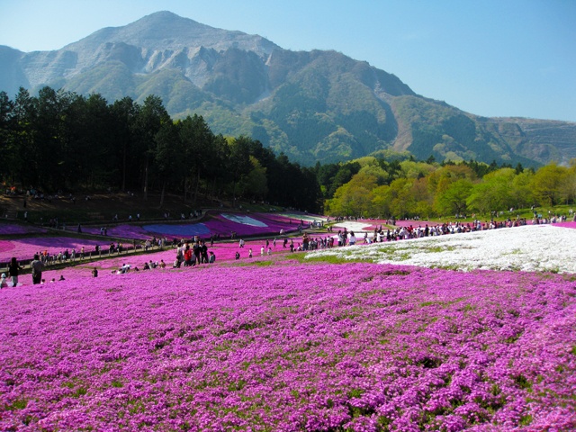 4. เทศกาลทุ่งดอกพิงค์มอส ณ สวน Hitsujiyama เมือง Chichibu