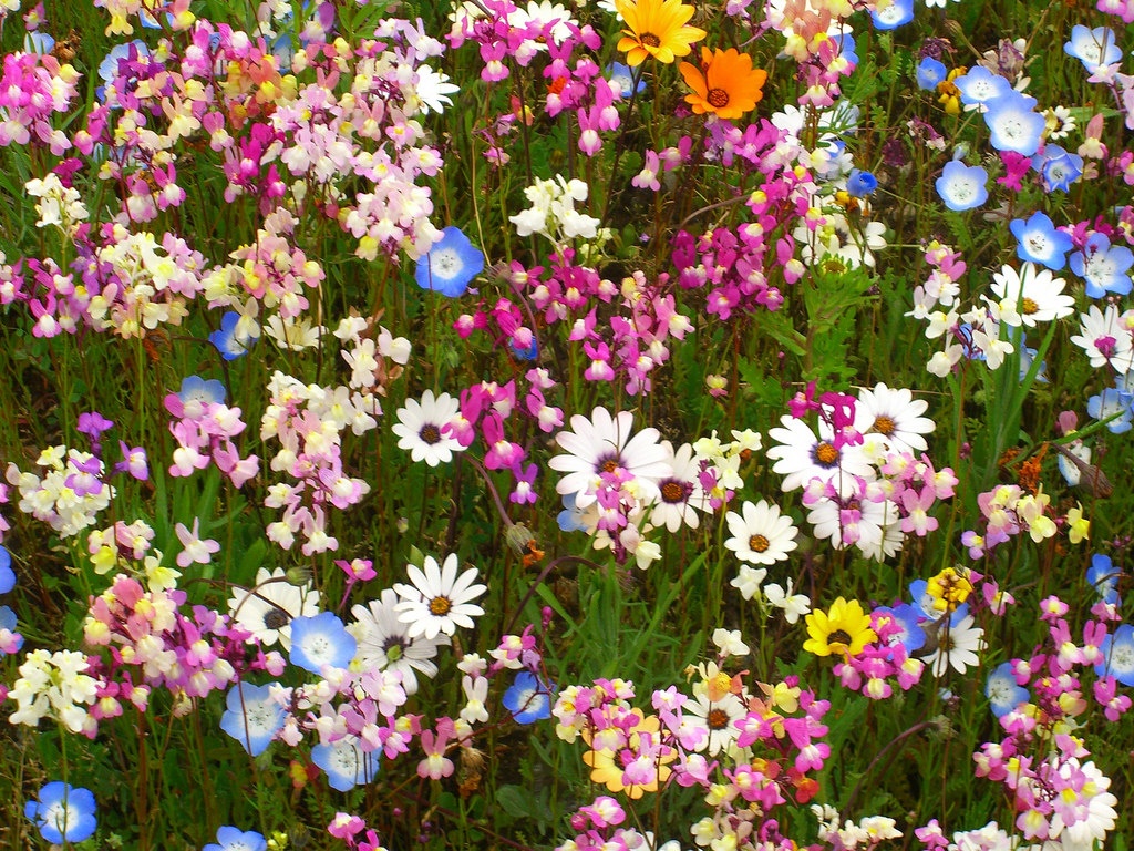 5. เทศกาลสวนดอกไม้บนแปลงข้าว (Matsuzaki Wild Flower Garden)