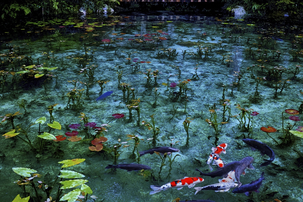 9.สระน้ำของโมเนต์ (Monet Pond)