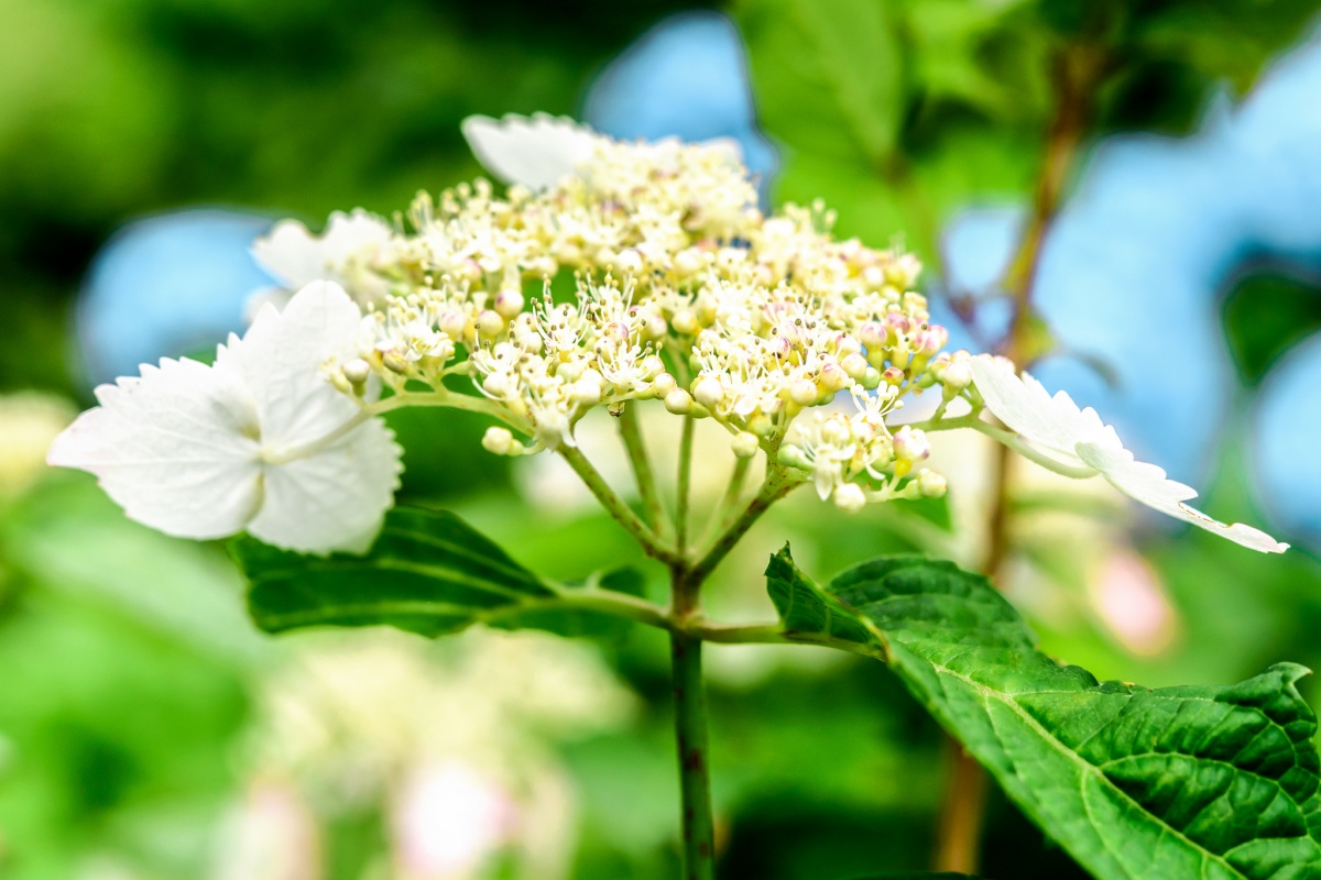 카마쿠라: 수국 보기 좋은 곳 3