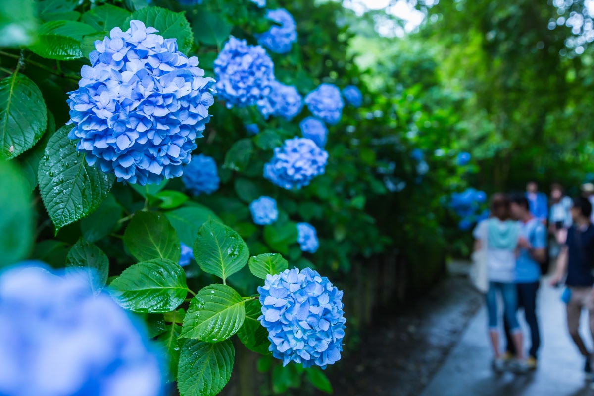 Stop and Smell the Hydrangeas