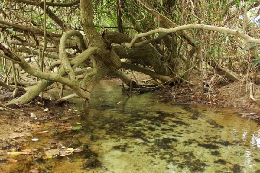 5. See One of the World's Rare "Salt Rivers"