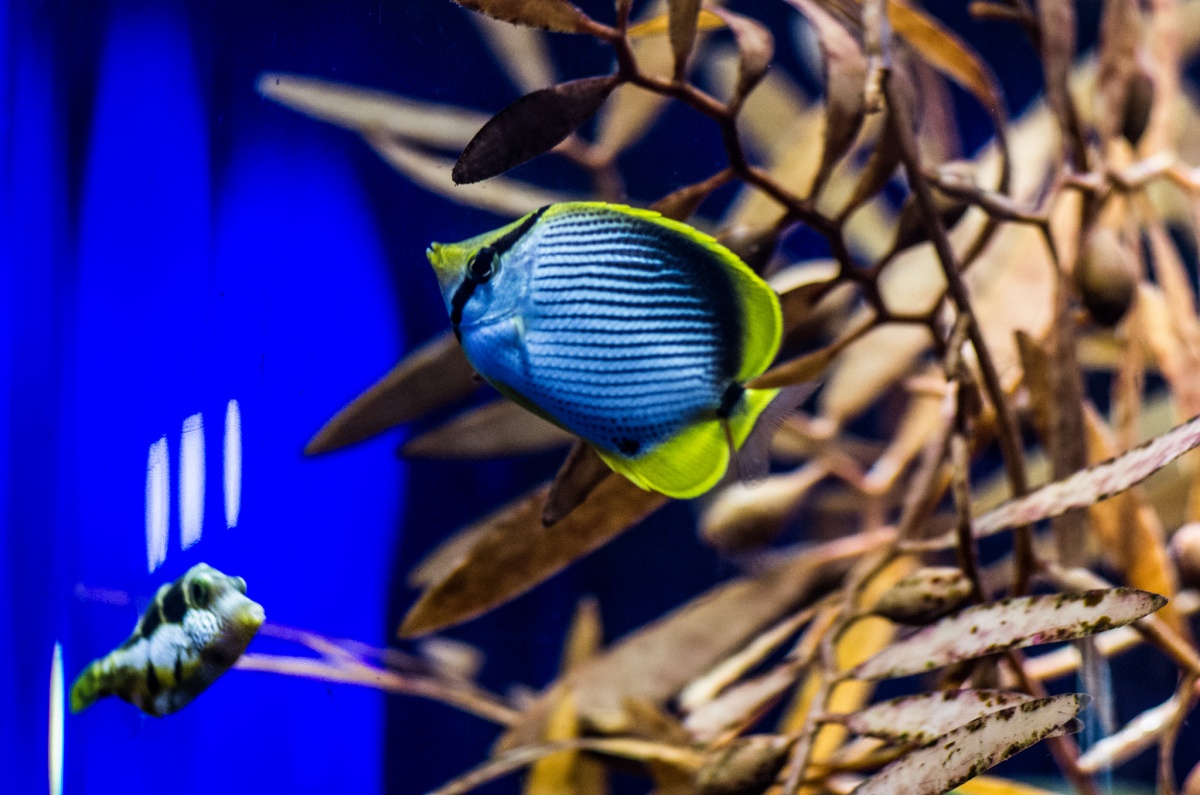 A Unique Aquarium at Enoshima