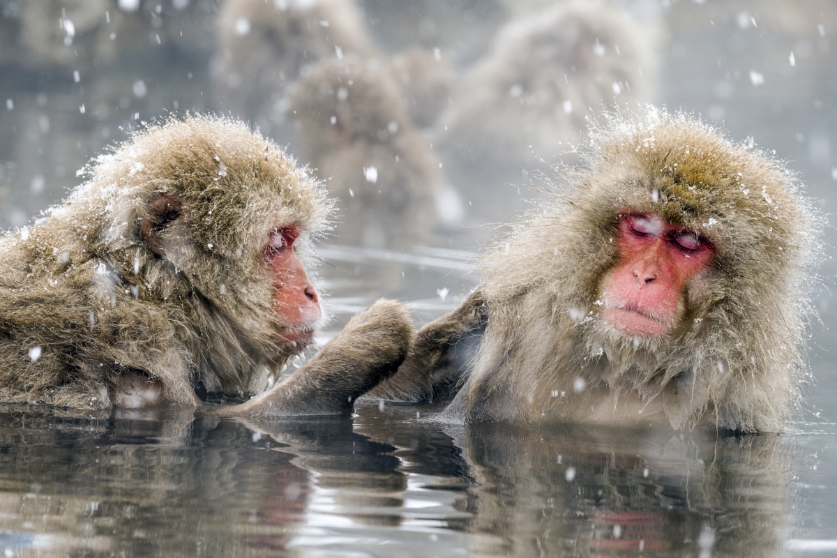 2. ชมลิงแช่น้ำร้อนที่อุทยานลิง จิโกคุดานิ (Jigokudani Monkey Park)