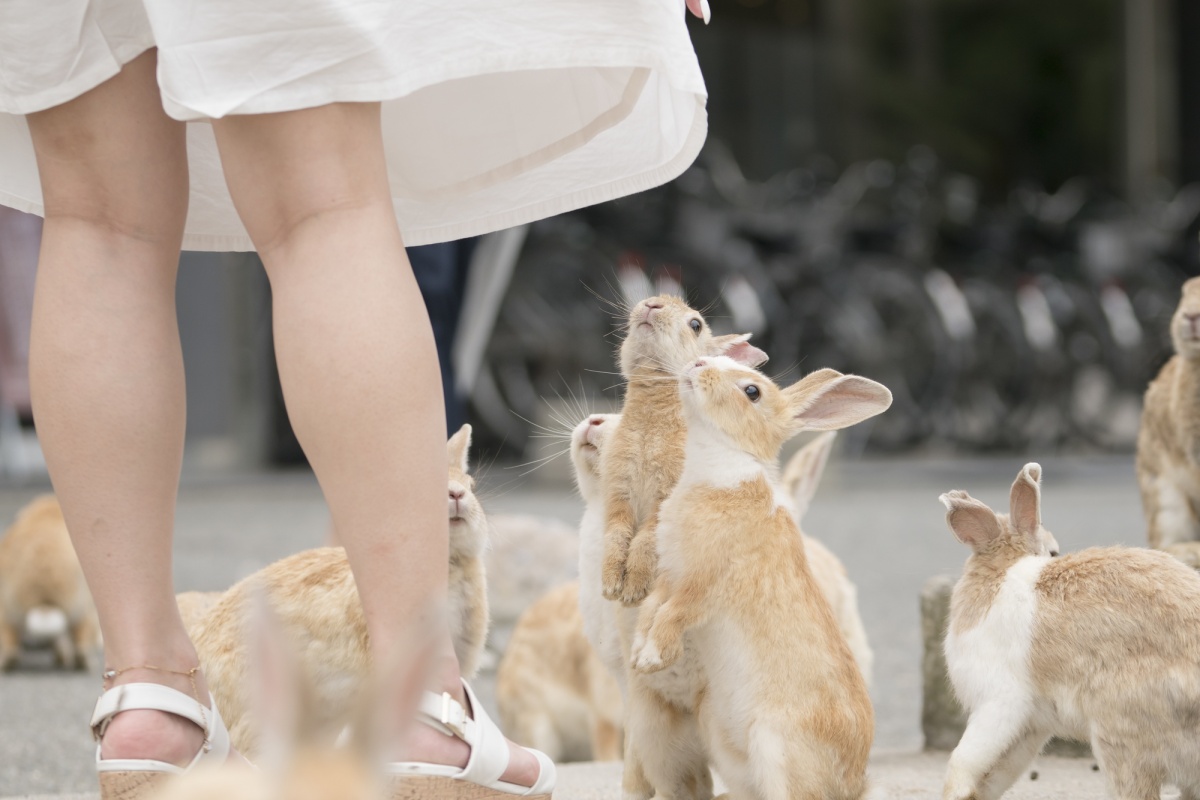 6. เกาะกระต่าย โอคุโนะชิมะ (Okunoshima island)