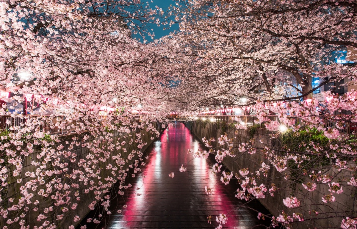 • Tokyo Cherry Blossoms
