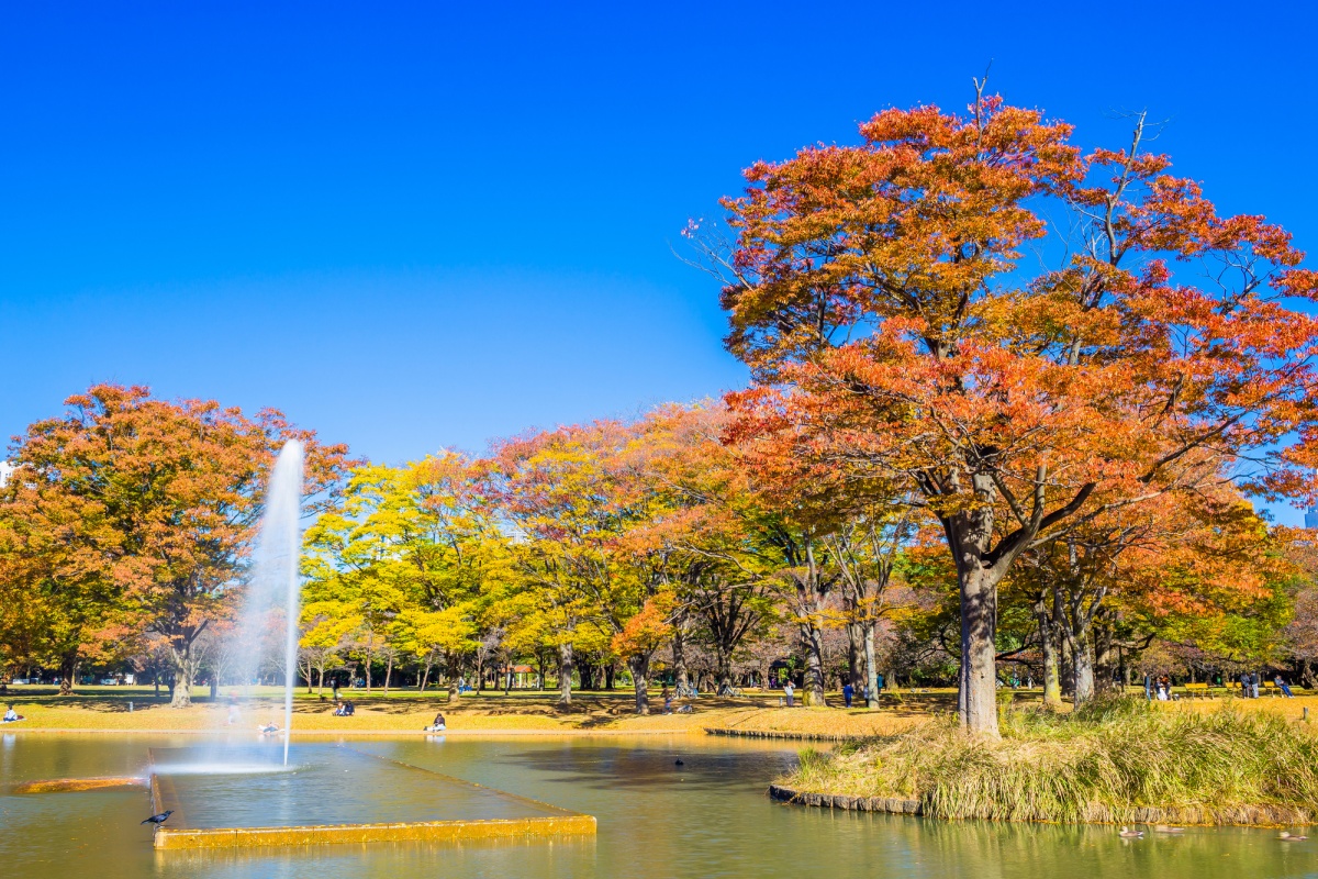 7. สวนสาธารณะโยโยงิ (Yoyogi Park) สวนใหญ่ใกล้ชินจูกุที่สามารถชมกิจวัตรประจำวันของชาวญี่ปุ่นได้