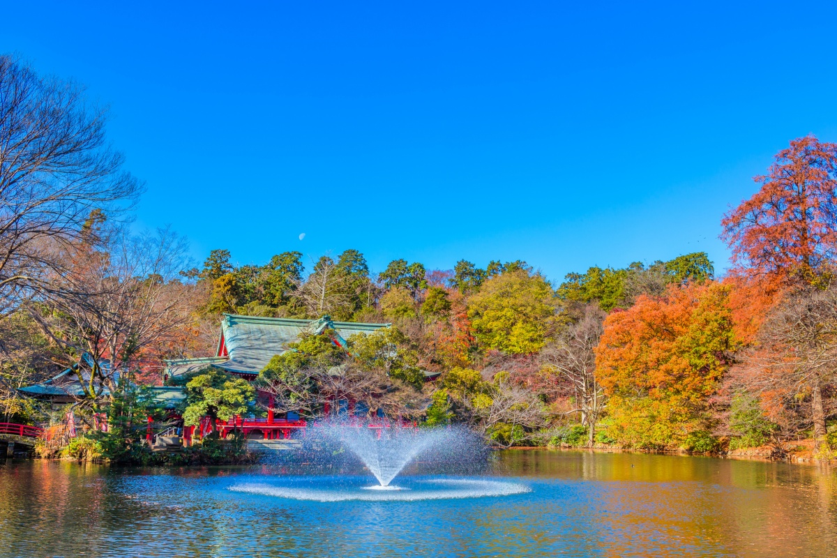 9. สวนอิโนะคาชิระ (Inokashira Park) ซากุระก็มี ใบไม้เปลี่ยนสีก็สวย
