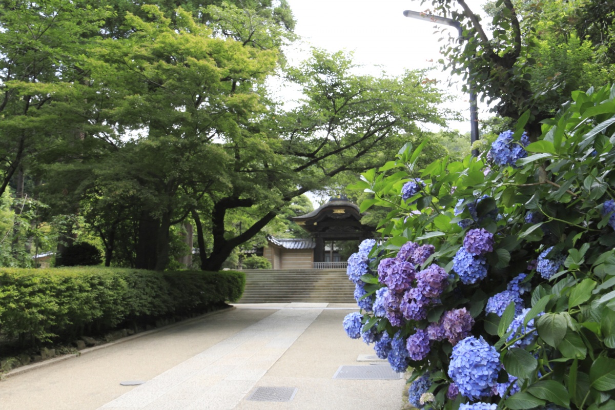 被紫陽花點綴的花叢步道│瑞泉寺