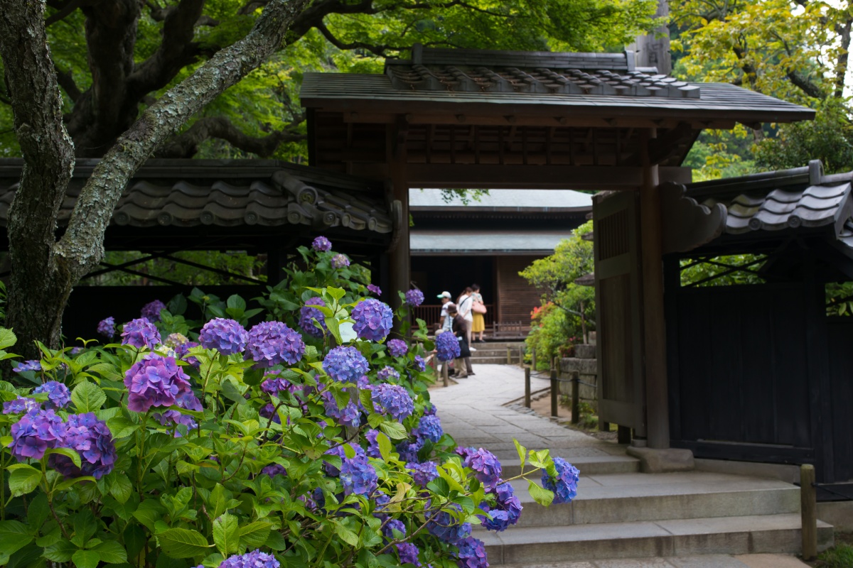 北鎌倉的四季賞櫻名所│東慶寺