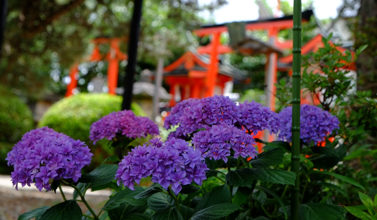 紫陽花與江之電的邂逅│御靈神社