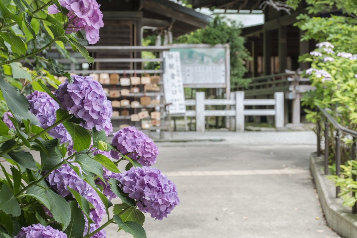 被山紫陽簇擁的天皇神社│鎌倉宮