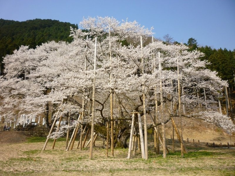 日本三大巨櫻②岐阜「根尾谷淡墨櫻」