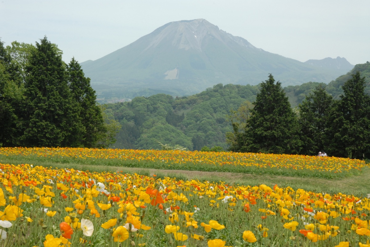 4. สวนดอกไม้ฮานะไคโร (Tottori Hanakairo Flower Park)