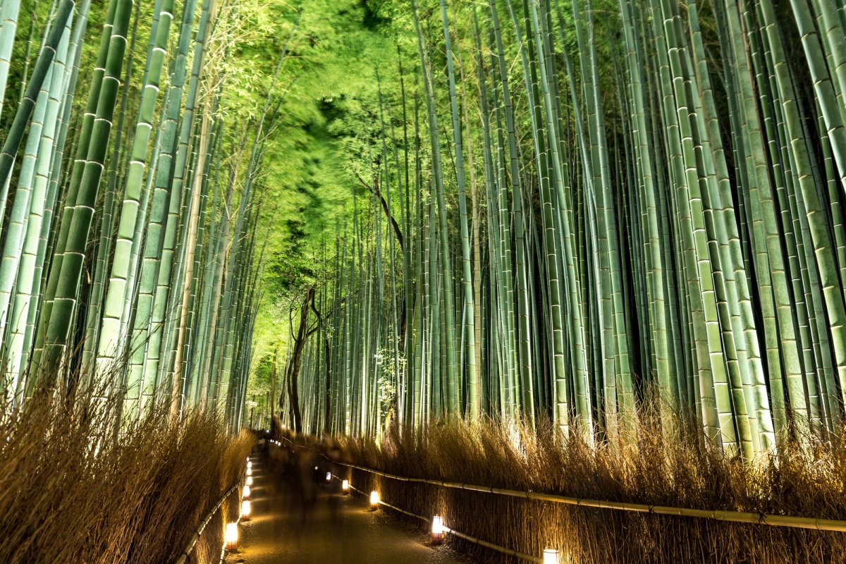 3. ป่าไผ่ อาราชิยามา, เกียวโต (Arashiyama Bamboo Groves, Kyoto)
